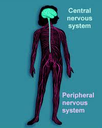 The Nervous System in action - Home