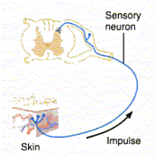 Cells - The Nervous System in action