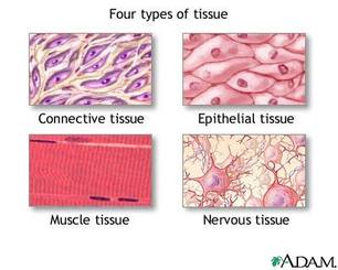 Tissues - The Nervous System in action
